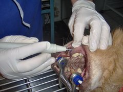 Vet Medical Consulting - Clinica Veterinara