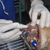 Vet Medical Consulting - Clinica Veterinara